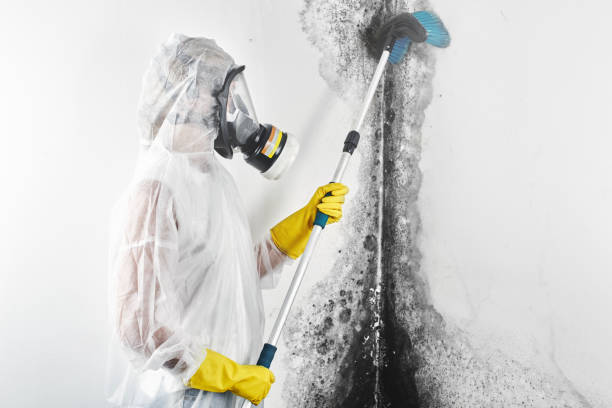 Best Comprehensive Air Testing for Mold Contaminants  in USA